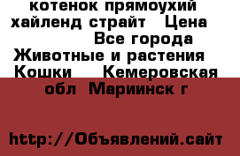 котенок прямоухий  хайленд страйт › Цена ­ 10 000 - Все города Животные и растения » Кошки   . Кемеровская обл.,Мариинск г.